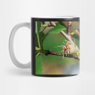 Young Almond Drupes Mug